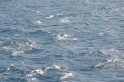 Delphine 004
